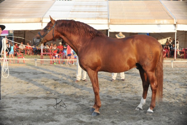 GRANJERO V